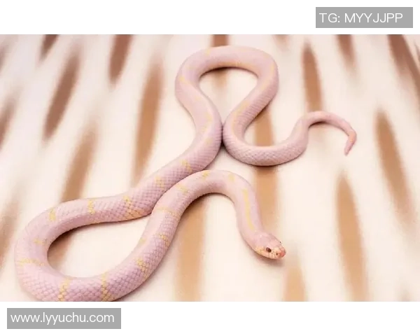 老李畅谈足球世界的魅力与挑战，分享他的独特见解与经验